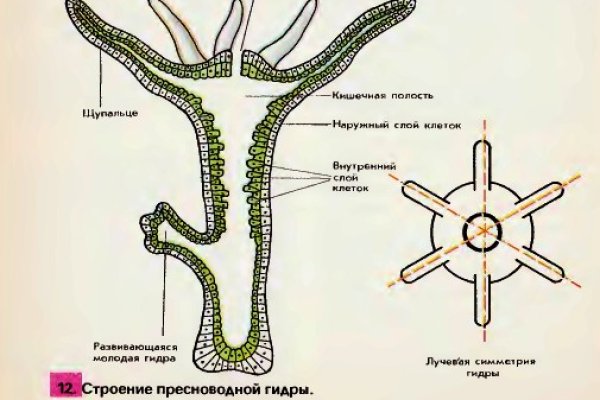 Кракен 13at